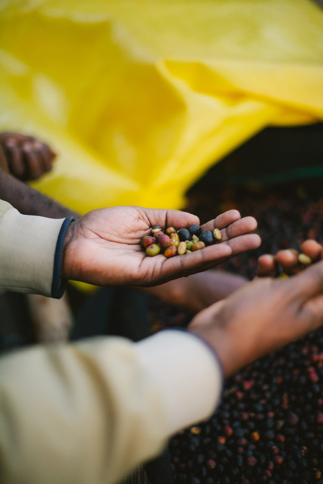 What's Coffee Processing?