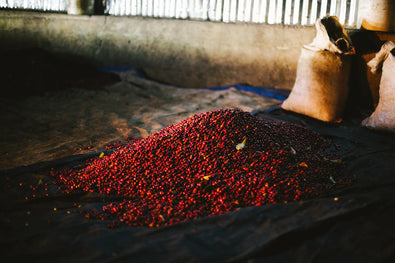 Wush Wush Or Gesha? Exploring Five Rare Coffee Varietals
