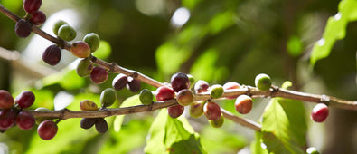 Why is Coffee Getting More Expensive?