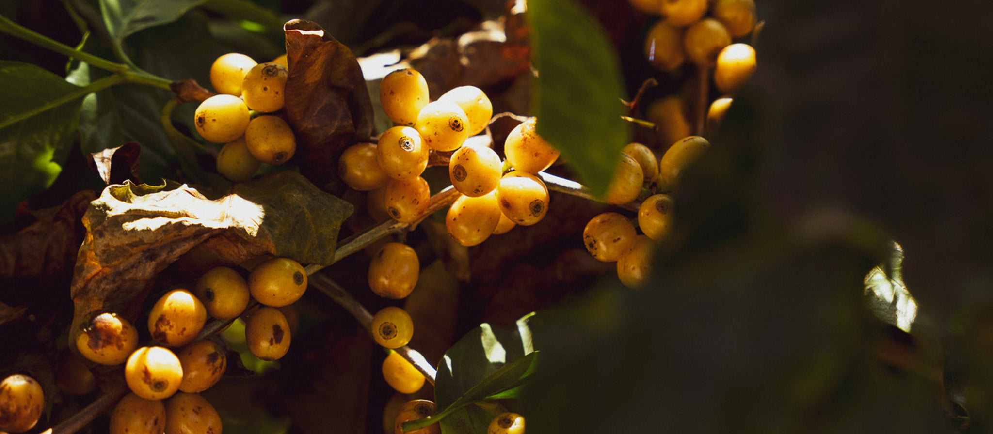 Seasonality in Coffee