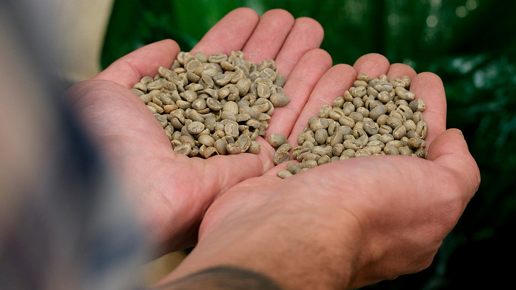 What is a Peaberry?